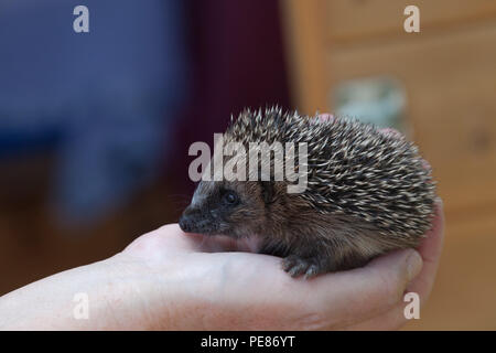 Igel (Erinaceus europaeus), Youngster in pflegenden Hände in Igel Krankenhaus Stockfoto