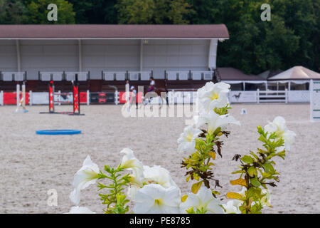 Weiße Blume an der Rennstrecke mit Reiter auf Hintergrund Stockfoto