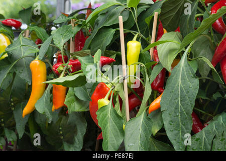 Reife Chilis und Paprika hängen an einem Strauch Stockfoto