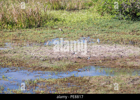 Vögel bei Thale Noi Wasservögel Reserve Park in Phatthalung, Thailand Stockfoto