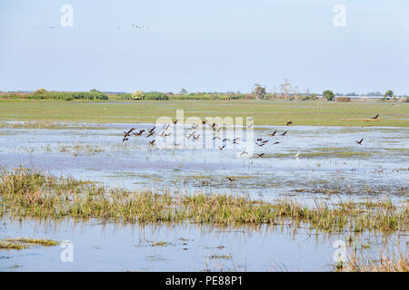 Vögel bei Thale Noi Wasservögel Reserve Park in Phatthalung, Thailand Stockfoto