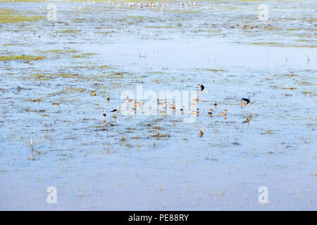 Vögel bei Thale Noi Wasservögel Reserve Park in Phatthalung, Thailand Stockfoto