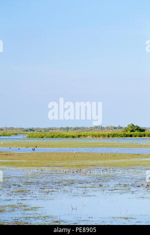 Vögel bei Thale Noi Wasservögel Reserve Park in Phatthalung, Thailand Stockfoto