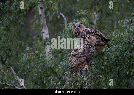 Uhu/Europaeische Uhus (Bubo bubo) zwei Junge Eulen thront, der Seite an Seite in eine Birke, in der Dämmerung, Wildlife, Europa. Stockfoto