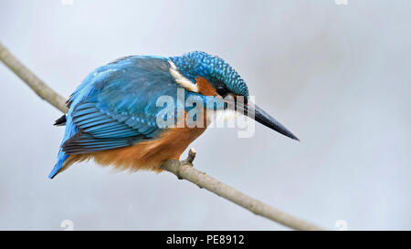 Eurasischen Kingfisher/Eisvogel (Alcedo atthis), männlich im Winter auf einem Zweig, Jagd gehockt, und halten Ausschau nach Beute, Schneeflocken auf seiner Rückseite, Tierwelt, Stockfoto