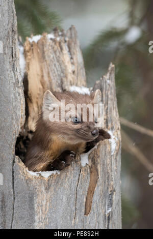 Amerikanische Marder/Baummarder/Fichtenmarder (Martes americana) im Winter, in einem hohlen Baum versteckt und beobachtete neugierig, sieht süß aus, Gelb Stockfoto