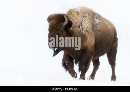 Amerikanischer Bison / Amerikanischer Bison (Bison Bison) im Winter beeindruckende Erwachsenfrau Wandern durch hohen Schnee, Yellowstone-Gebiet, Wyoming, USA. Stockfoto