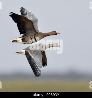 White-fronted Geese/Blaessgaense (Anser Albifrons), Paar, Paar, arktischen Gäste, fliegen über ländliche aufgrund Ihrer winter Gebiet, Tierwelt, E Stockfoto