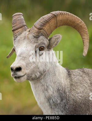 Steinschaf (Ovis dalli stonei), Northern Rockies District British Columbia Stockfoto