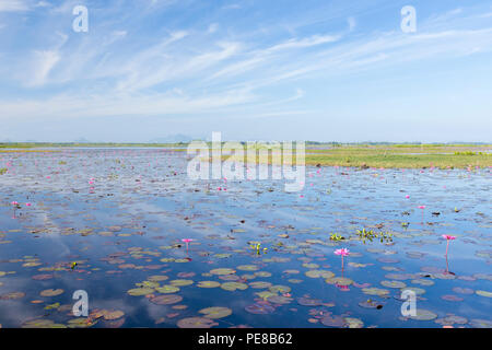 Lotusblumen auf Thale Noi-See in der Provinz Phatthalung, Thailand Stockfoto