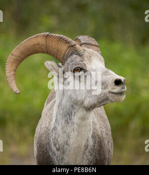 Steinschaf (Ovis dalli stonei), Northern Rockies District British Columbia Stockfoto