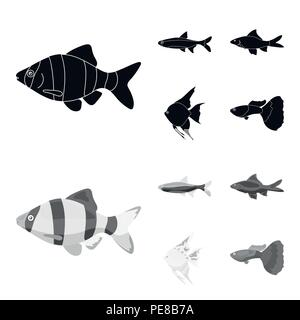 Angelfish, Common, Barbus, neon. Fisch set Sammlung Icons in Schwarz, monochrom Stil vektor Symbol lieferbar Abbildung. Stock Vektor