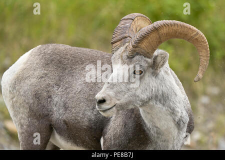 Steinschaf (Ovis dalli stonei), Northern Rockies District British Columbia Stockfoto