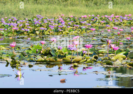 Lotusblumen auf Thale Noi-See in der Provinz Phatthalung, Thailand Stockfoto