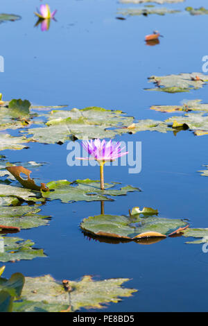 Lotusblumen auf Thale Noi-See in der Provinz Phatthalung, Thailand Stockfoto