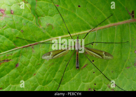 Kran fliegen, Familie Tipulidae, Uttarakhand, Indien Stockfoto