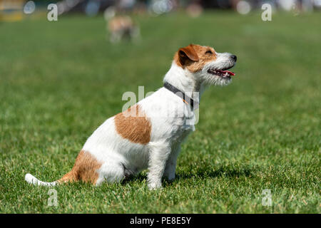 Reinrassige Jack Russel Terrier Hund im Sommer Tag Stockfoto
