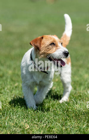 Reinrassige Jack Russel Terrier Hund im Sommer Tag Stockfoto