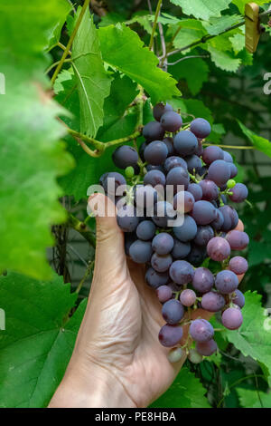 Organische Traube. Die Hand eines Mannes hält einen Strauß roter Weintrauben in einem ländlichen Garten. Das Konzept der Weinherstellung Stockfoto