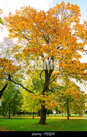 Parklandschaft mit Bäumen lädt zum Wandern ein. Stockfoto