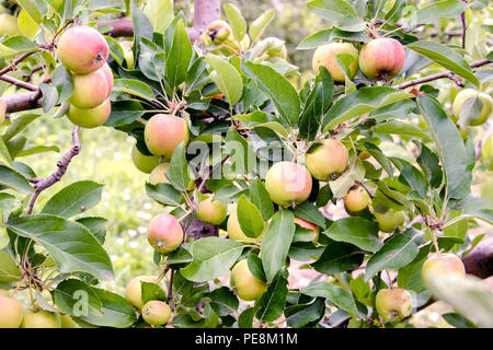 Bild Äpfel auf einem Baum Erröten im Garten Stockfoto