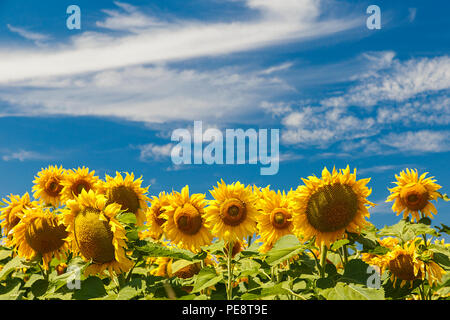 Sonnenblumen in der Sonne in einem Feld von Burgos, Spanien Stockfoto