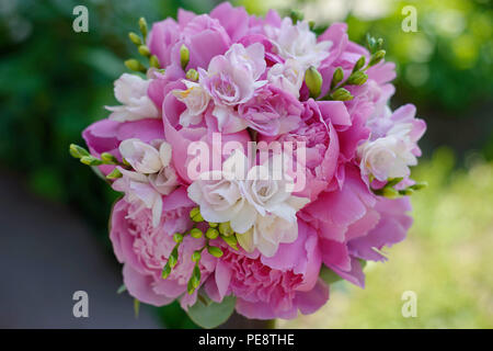 Magenta blumen Brautstrauß mit großen Pfingstrosen, weißen Freesien und Grün Stockfoto