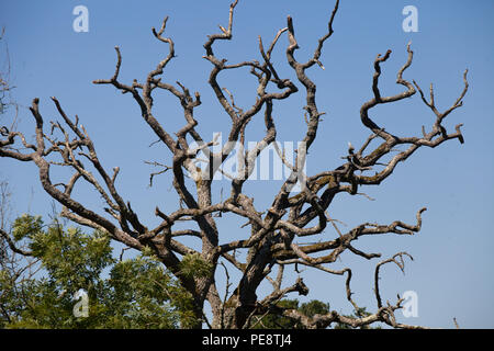 Hirsch Eiche (Quercus robur), wichtiger Lebensraum für Wildtiere durch tote Holz zur Verfügung gestellt. Teil der proovided Rewilding Experiment durch die Umstellung von Weizen Landschaft zu rewilded. Knepp Immobilien. Stockfoto