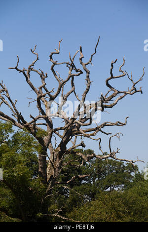 Hirsch Eiche (Quercus robur), wichtiger Lebensraum für Wildtiere durch tote Holz zur Verfügung gestellt. Teil der proovided Rewilding Experiment durch die Umstellung von Weizen Landschaft zu rewilded. Knepp Immobilien. Stockfoto