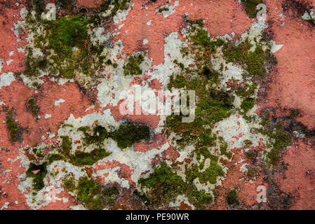 Hintergrund der verwitterten Risse im Lack Ruine alte Mauer mit Moos und Schimmel bedeckt Stockfoto