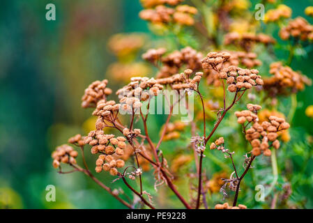 Tansy im Garten in der Sonne getrocknet. Stockfoto