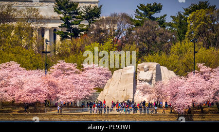 Kirschblüten auf dem Tidal Basin am MLK Memorial in Washington, DC, mit dem Lincoln Memorial im Hintergrund. Stockfoto