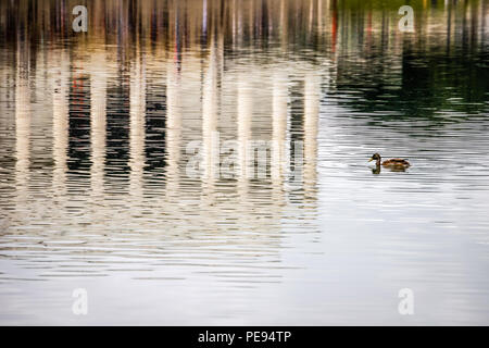 Eine Ente schwimmt im reflektierenden Pool in der Nähe des Lincoln Memorial auf der National Mall in Washington DC. Stockfoto