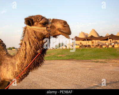 Kamel portrait in Harran, Sanliurfa, Türkei. Stockfoto