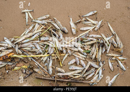 Tote Fische liegt am Ufer des Lake Peipus. Estland, Europa Stockfoto