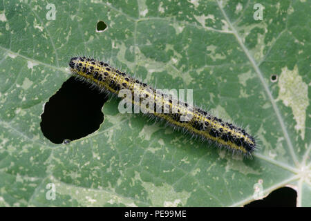 Große weiße Caterpillar (Pieris brassicae) Kapuzinerkresse (Tropaeolum majus) Blatt Stockfoto