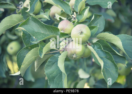 Grüne, unreife Äpfel auf eine Zweigniederlassung, die in einem Garten. Stockfoto