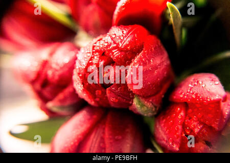 Eine Nahaufnahme Bild der geernteten roten Tulpen (Tulipa gesneriana) Stockfoto