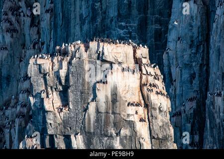 Tausende von dreizehenmöwe Vögel nisten und Fliegen auf den Klippen um Alkefjellet, Norwegen Stockfoto