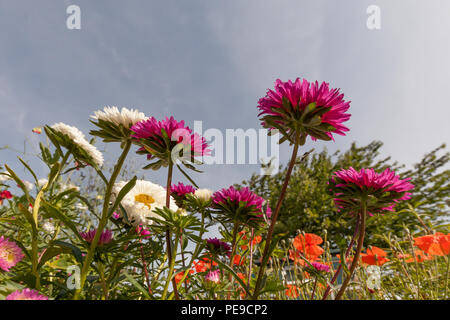 Aster, Blume, Garten Stockfoto