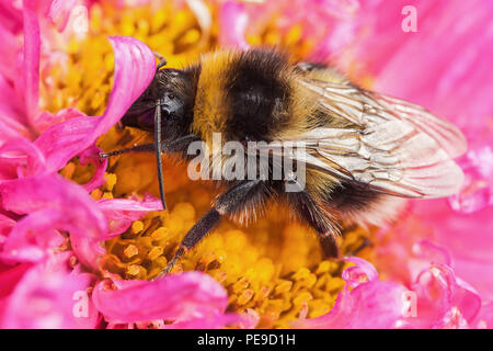 White tailed Bumblebee detaillierte Nahaufnahme saß auf einem schönen rosa Aster Blume Kopf Stockfoto