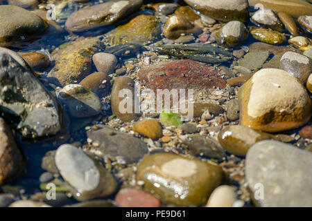 Nahaufnahme, Ansicht von mehreren Felsen am Fluss Ufer im Sommer Stockfoto