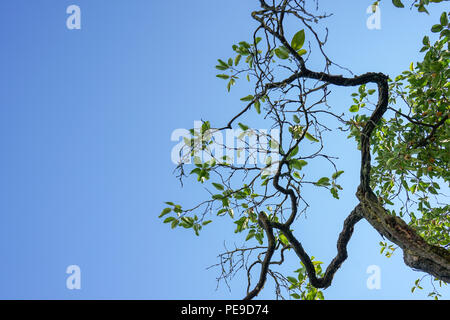 Low Angle Blick auf alte Quitte Baum mit blauem Hintergrund Stockfoto