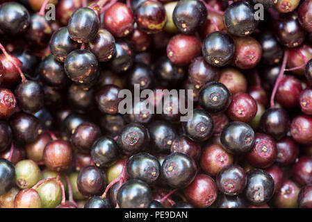 Reifen Holunder Beeren Makro selektiven Fokus Stockfoto