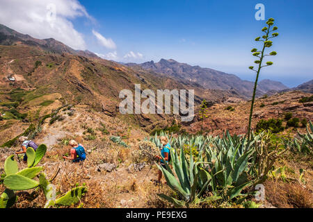 Die Übergabe einer Agave Americana Kaktus Anlage auf einem Wanderweg im Anaga, Teneriffa, Kanarische Inseln, Spanien Stockfoto