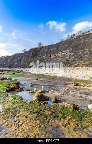 Eine außergewöhnlich niedrige Spring Tide entlarvt die normalerweise unsichtbaren Meeresboden am Monmouth Beach an der Jurassic Coast, Lyme Regis, Dorset, England, Großbritannien Stockfoto