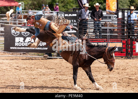 Professionellen Cowboys konkurrieren in der Saddle bronc Teil der 2018 Ram Rodeo Tour in Exeter, Ontario, Kanada. Stockfoto