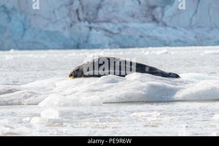 Ein bärtiger Dichtung liegt entspannt auf dem Eis vor einem Gletscher in Ekmanfjorden Svalbard Stockfoto