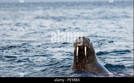 Walross kommt das zodiak Boot schwimmen von Land und im arktischen Meer um Erscheinen zu untersuchen Stockfoto