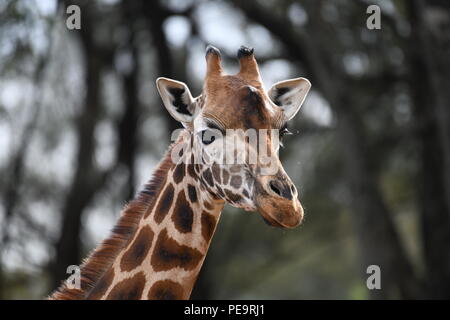 Rothschild Giraffe. Giraffe Manor, Nairobi, Kenia. Stockfoto